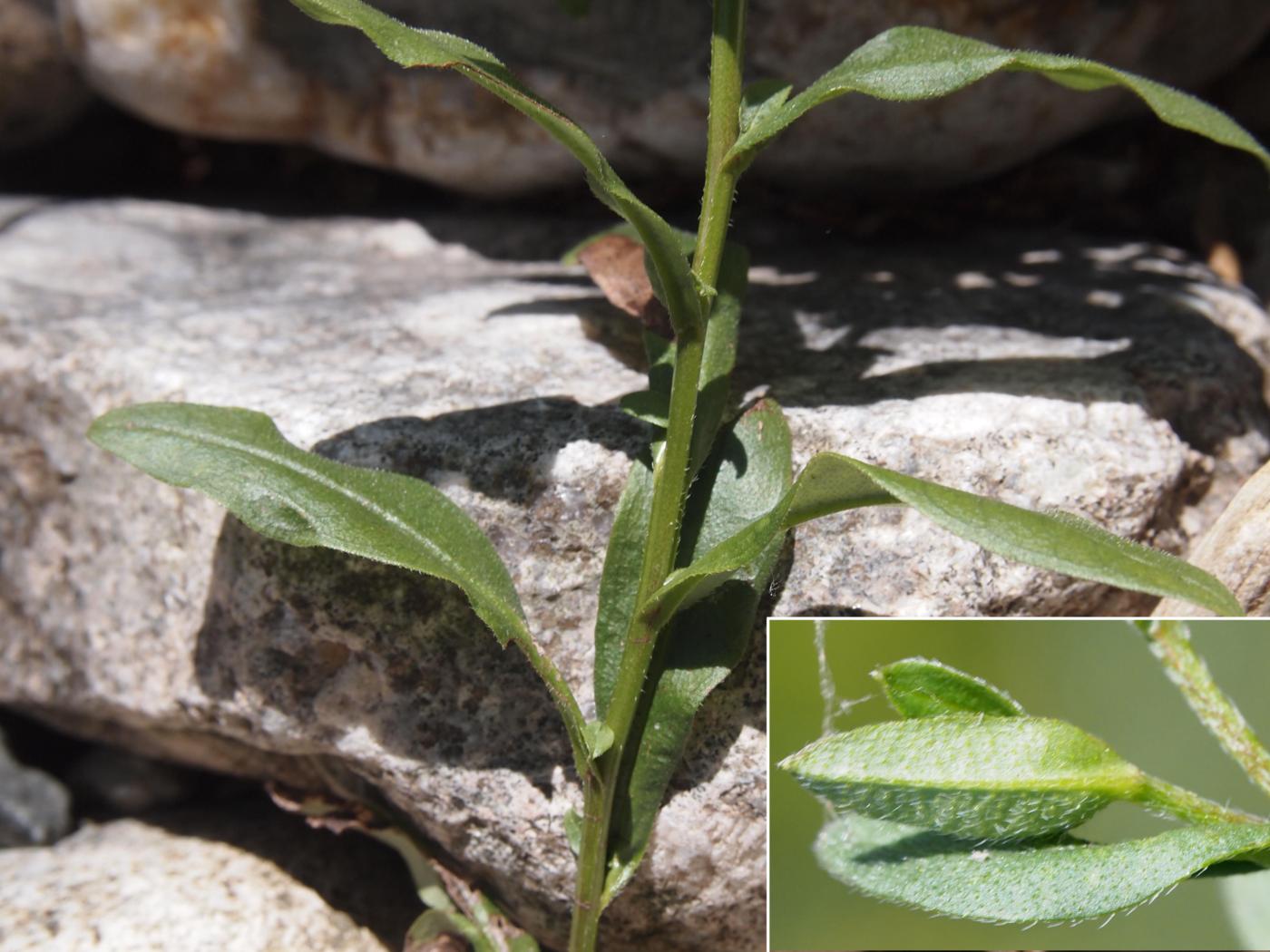 Forget-me-not, Marsh leaf